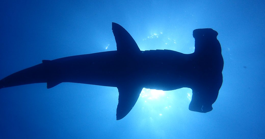 Hammerhead shark, Galapagos